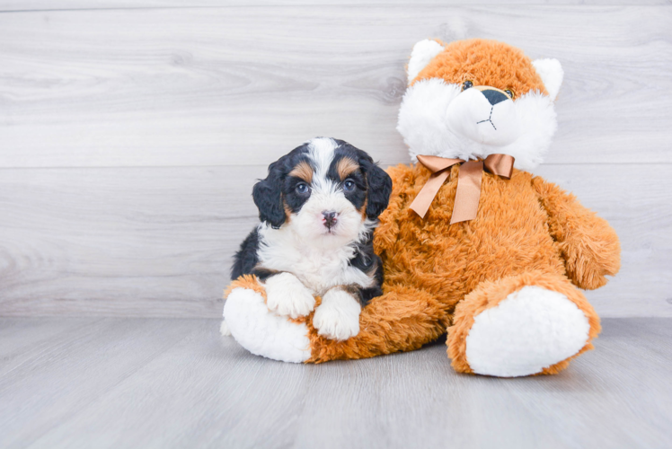 Mini Bernedoodle Pup Being Cute