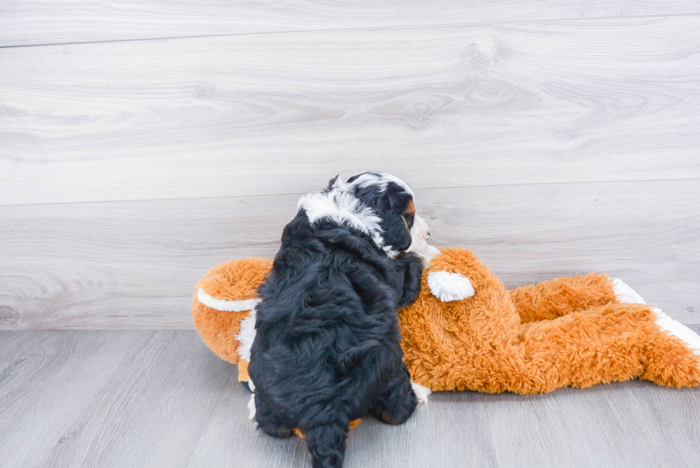 Mini Bernedoodle Pup Being Cute