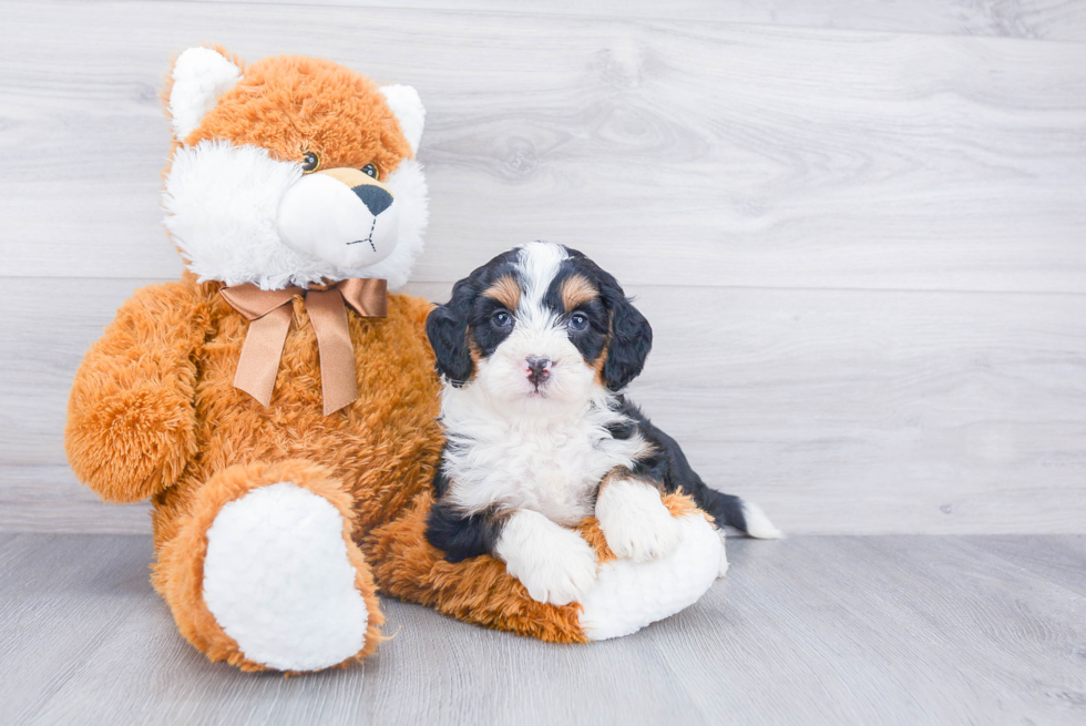 Small Mini Bernedoodle Baby