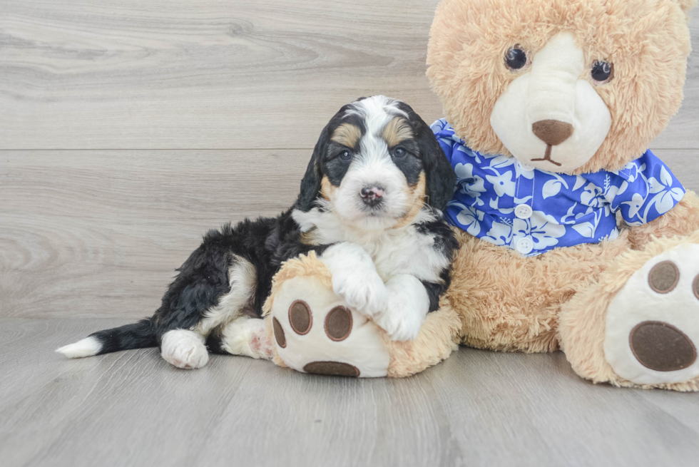 Mini Bernedoodle Puppy for Adoption