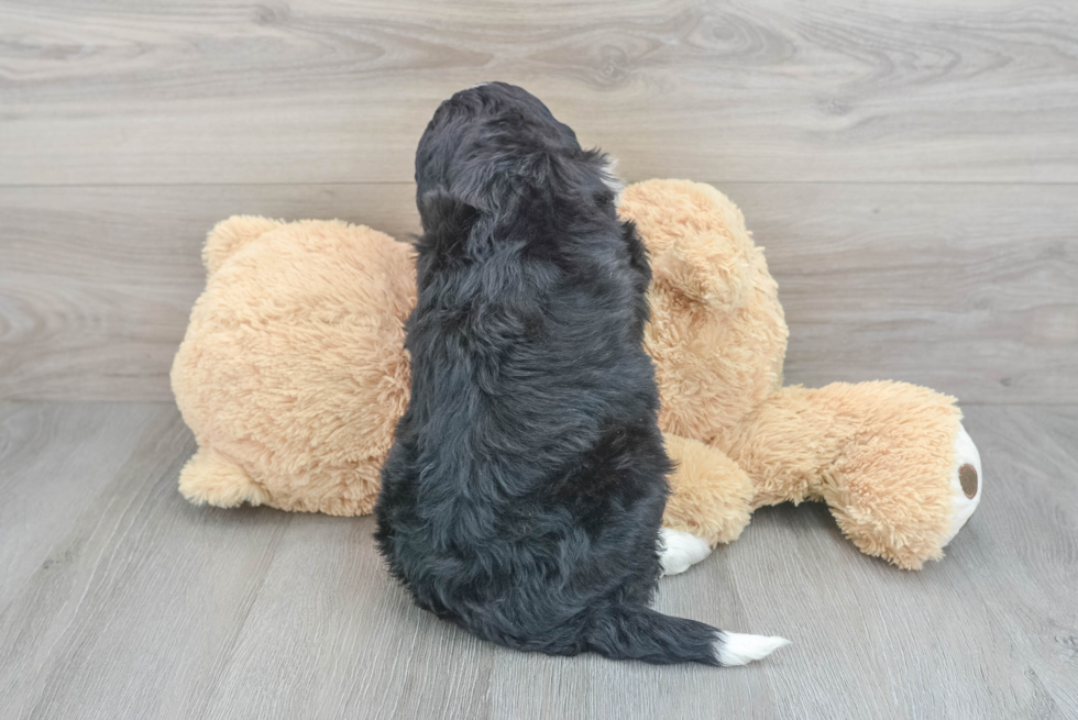 Petite Mini Bernedoodle Poodle Mix Pup