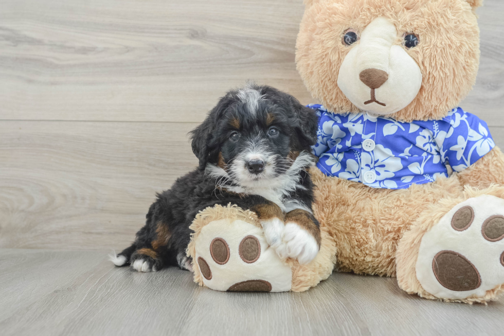 Best Mini Bernedoodle Baby