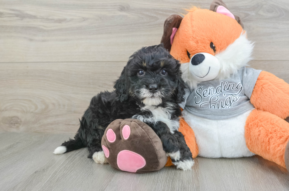 6 week old Mini Bernedoodle Puppy For Sale - Premier Pups