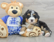 7 week old Mini Bernedoodle Puppy For Sale - Premier Pups