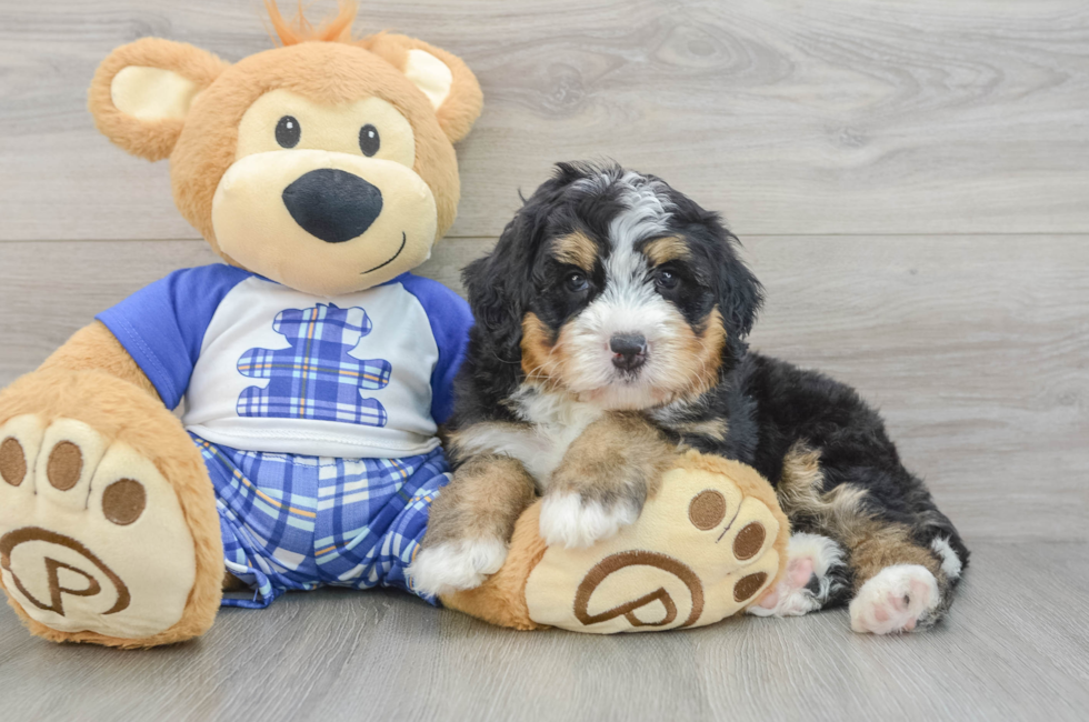 5 week old Mini Bernedoodle Puppy For Sale - Premier Pups