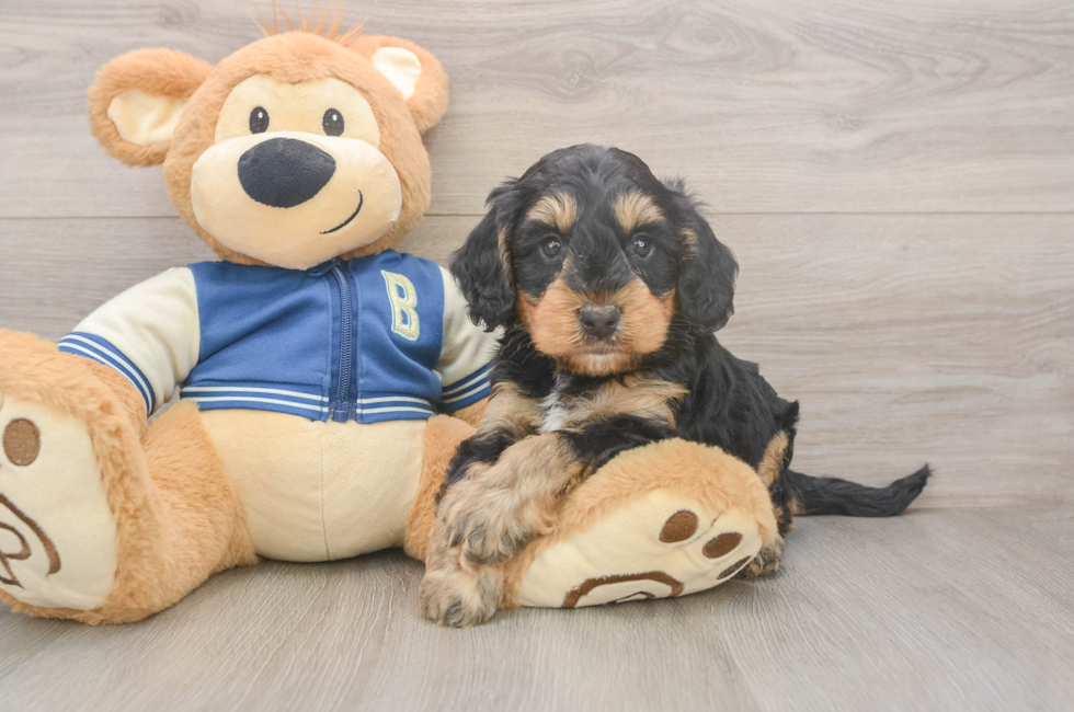 5 week old Mini Bernedoodle Puppy For Sale - Premier Pups