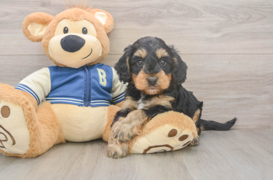 Smart Mini Bernedoodle Poodle Mix Pup