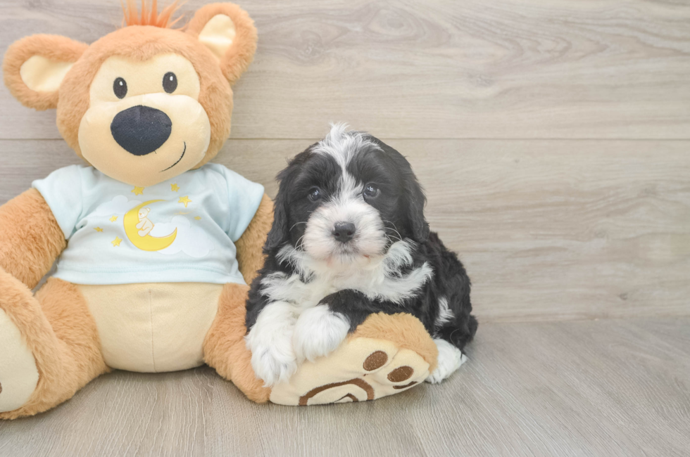5 week old Mini Bernedoodle Puppy For Sale - Premier Pups