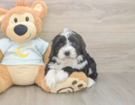 5 week old Mini Bernedoodle Puppy For Sale - Premier Pups 5 week old Mini Bernedoodle Puppy For Sale - Premier Pups