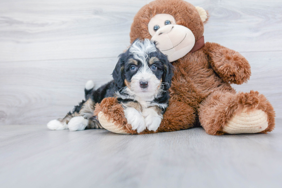 Energetic Bernadoodle Poodle Mix Puppy