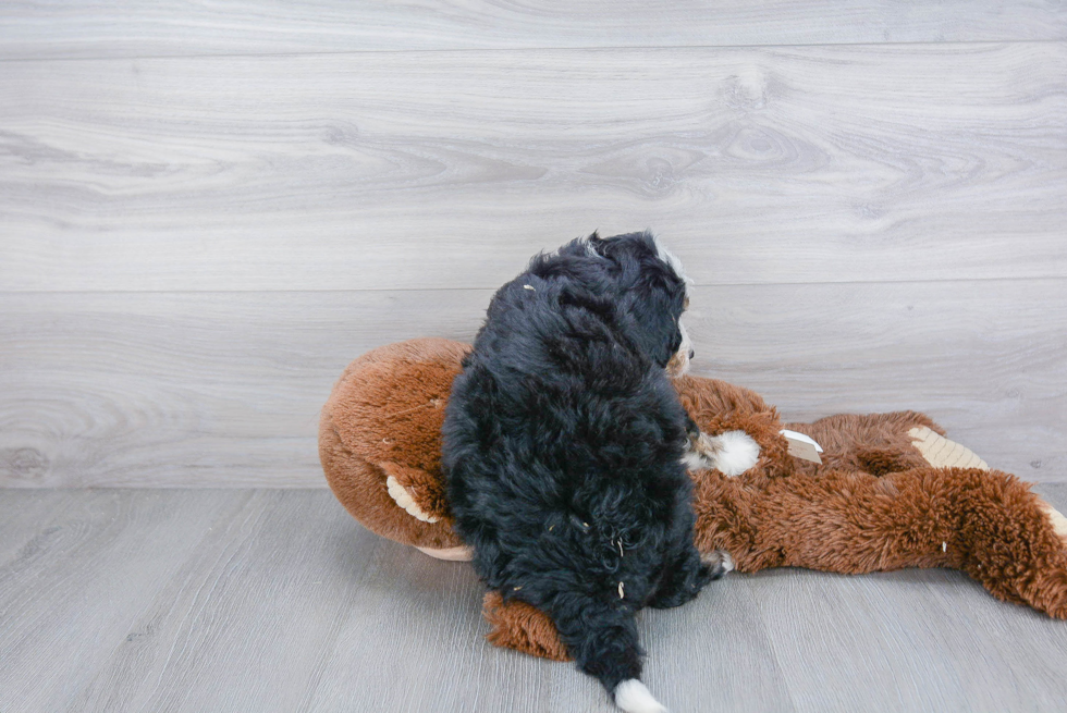 Sweet Mini Bernedoodle Baby