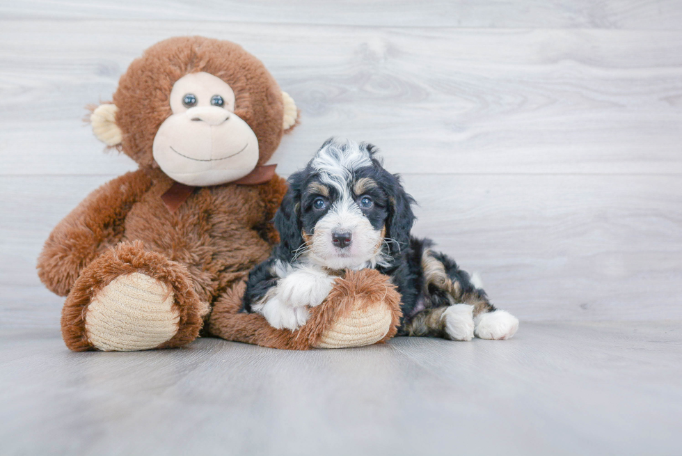 Best Mini Bernedoodle Baby