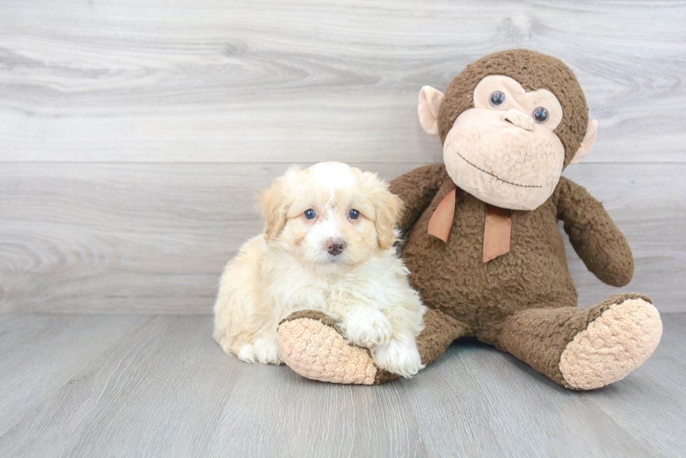 Petite Mini Bernedoodle Poodle Mix Pup