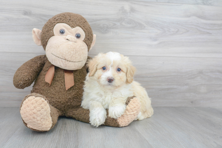 Playful Mini Berniedoodle Poodle Mix Puppy