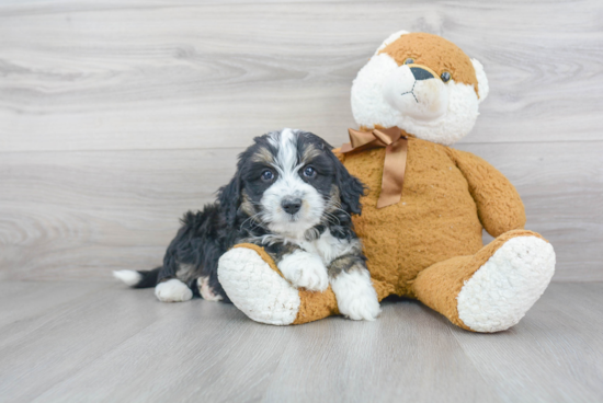 Smart Mini Bernedoodle Poodle Mix Pup