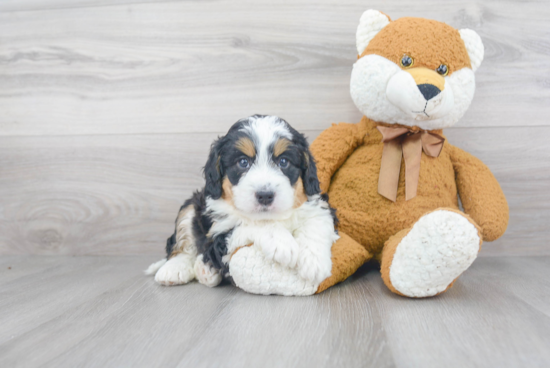 Cute Mini Bernedoodle Baby