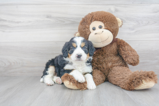 Best Mini Bernedoodle Baby