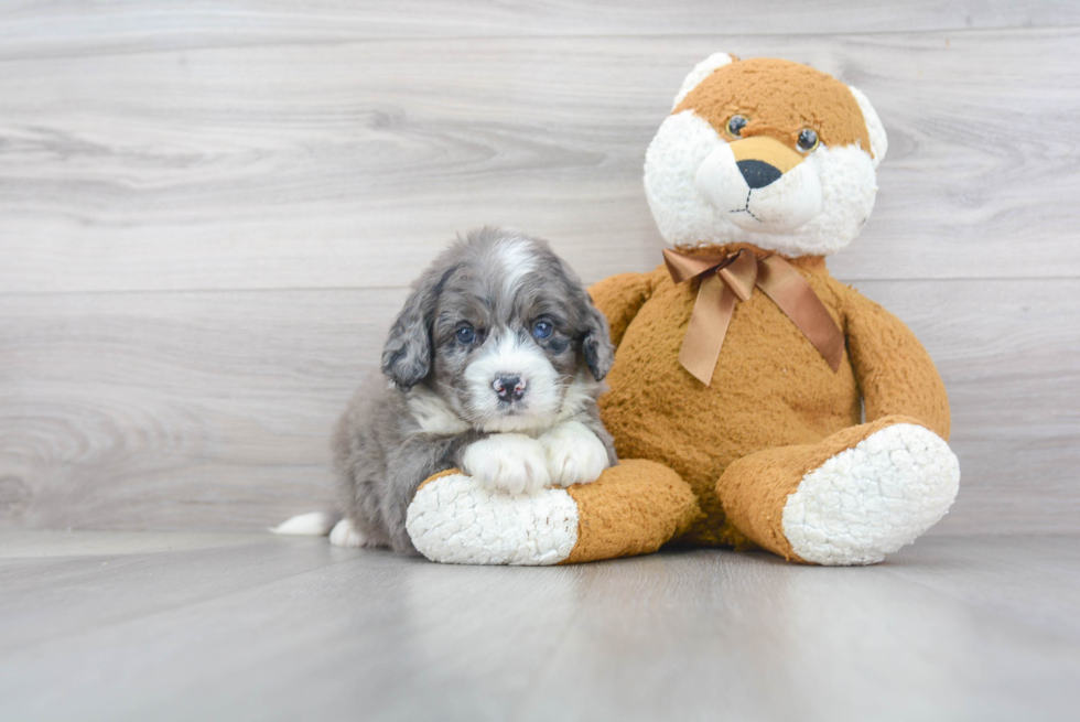 Best Mini Bernedoodle Baby