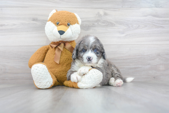 Sweet Mini Bernedoodle Baby