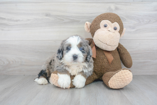 Mini Bernedoodle Puppy for Adoption