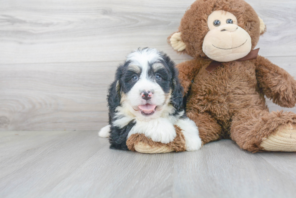 Smart Mini Bernedoodle Poodle Mix Pup