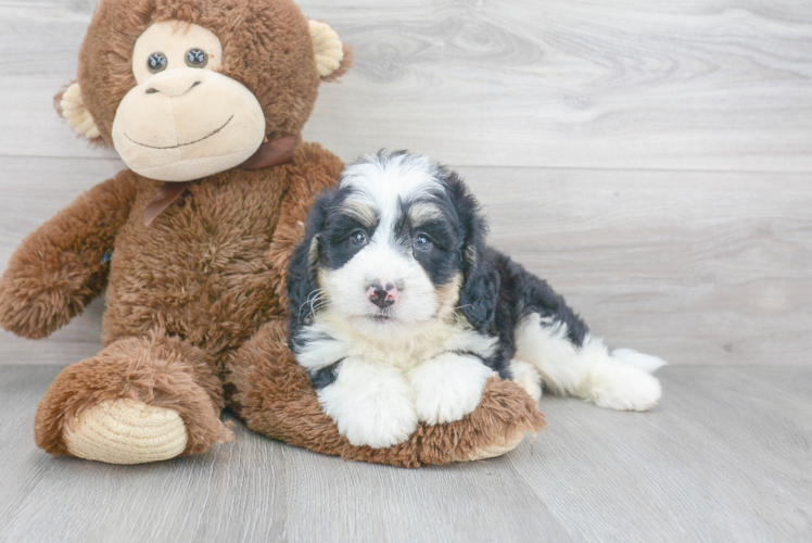 Petite Mini Bernedoodle Poodle Mix Pup