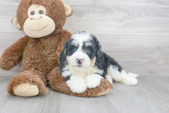 Petite Mini Bernedoodle Poodle Mix Pup