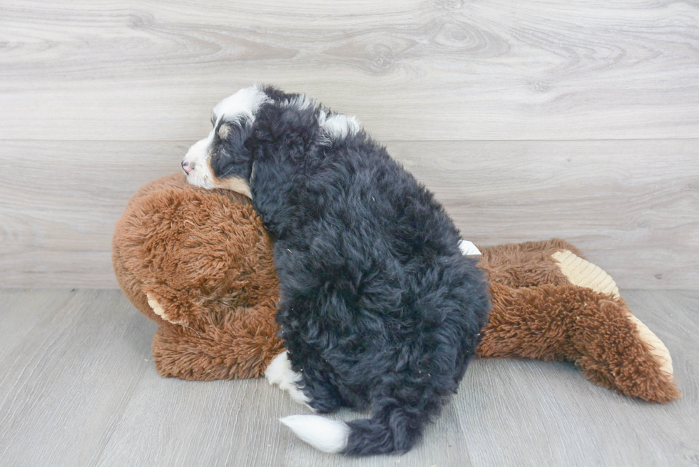 Mini Bernedoodle Pup Being Cute