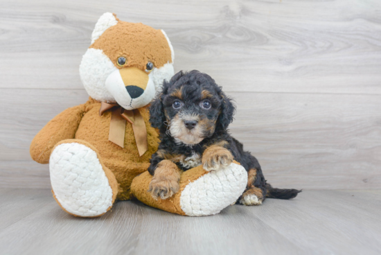 Mini Bernedoodle Puppy for Adoption