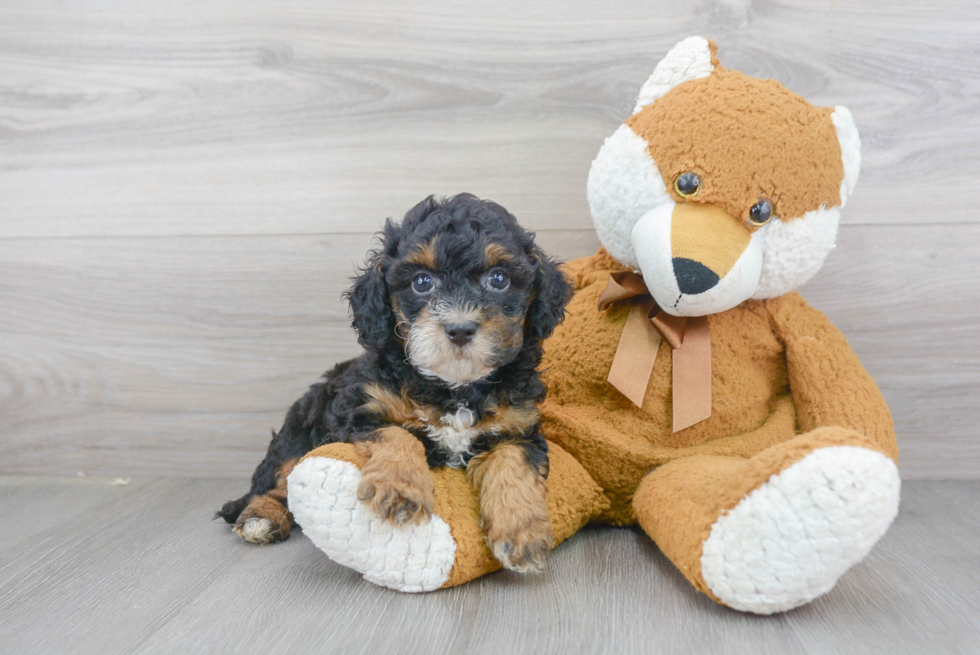 Adorable Bernadoodle Poodle Mix Puppy