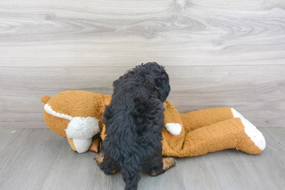 Sweet Mini Bernedoodle Baby