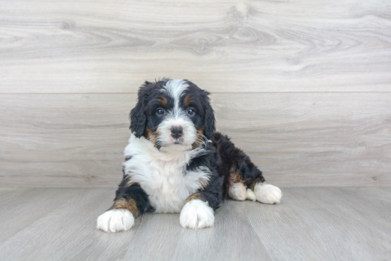 Hypoallergenic Bernadoodle Poodle Mix Puppy