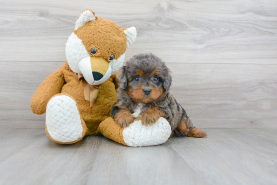 Funny Mini Bernedoodle Poodle Mix Pup