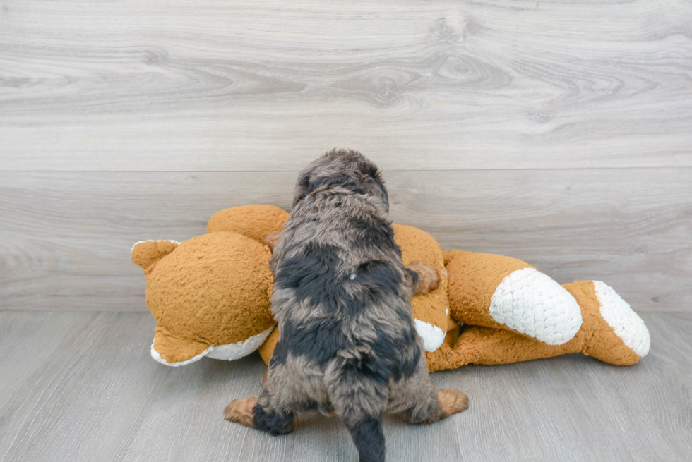 Little Mini Berniedoodle Poodle Mix Puppy