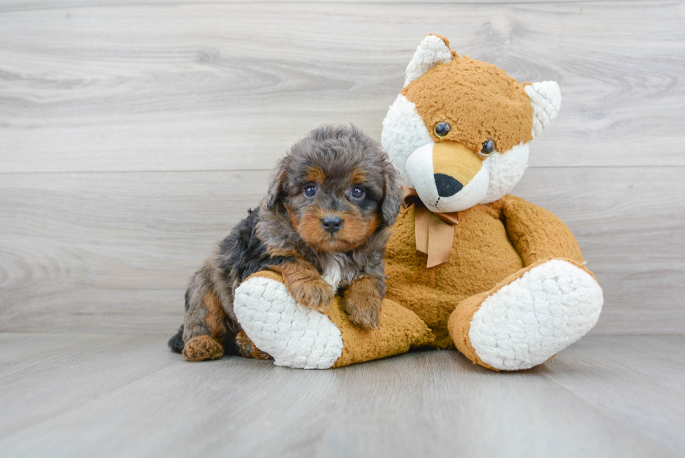 Smart Mini Bernedoodle Poodle Mix Pup