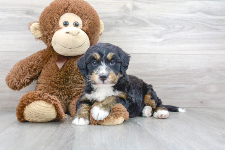 Little Bernadoodle Poodle Mix Puppy