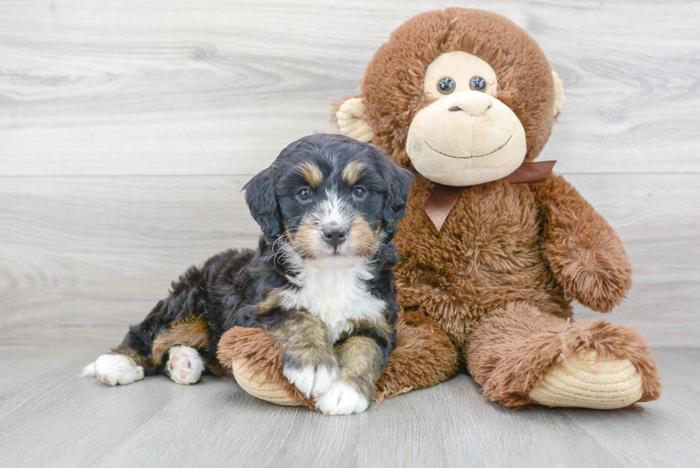 Little Bernadoodle Poodle Mix Puppy