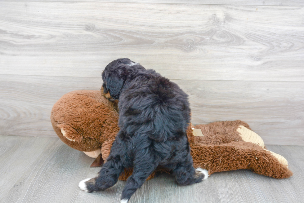 Little Mini Berniedoodle Poodle Mix Puppy