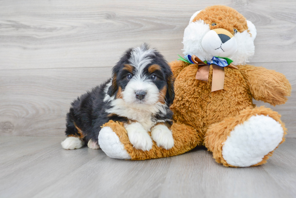 Playful Mini Berniedoodle Poodle Mix Puppy