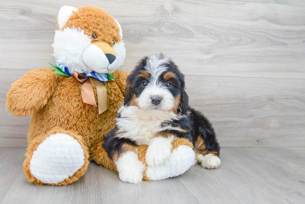 Sweet Mini Bernedoodle Baby