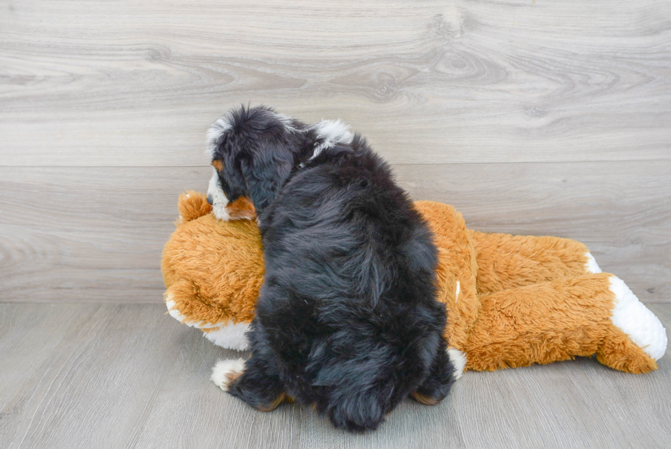 Popular Mini Bernedoodle Poodle Mix Pup