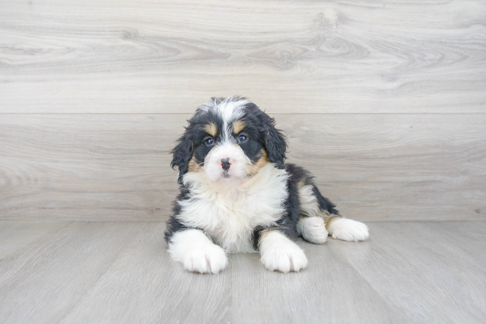 Funny Mini Bernedoodle Poodle Mix Pup