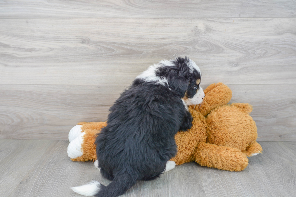 Best Mini Bernedoodle Baby