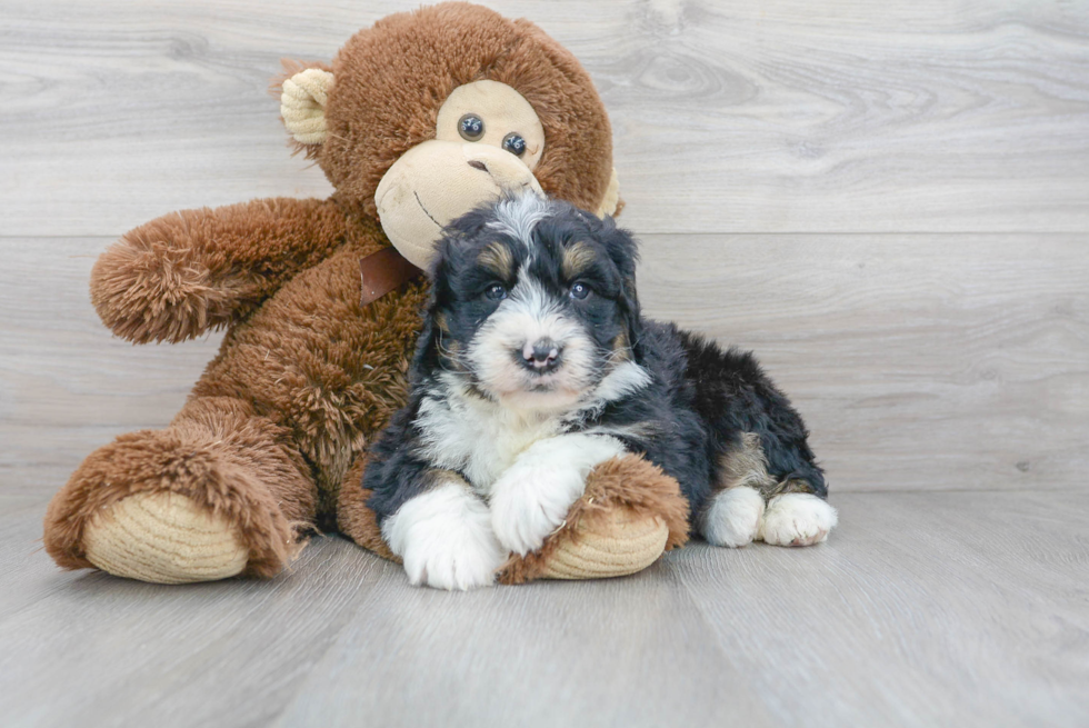 Mini Bernedoodle Puppy for Adoption