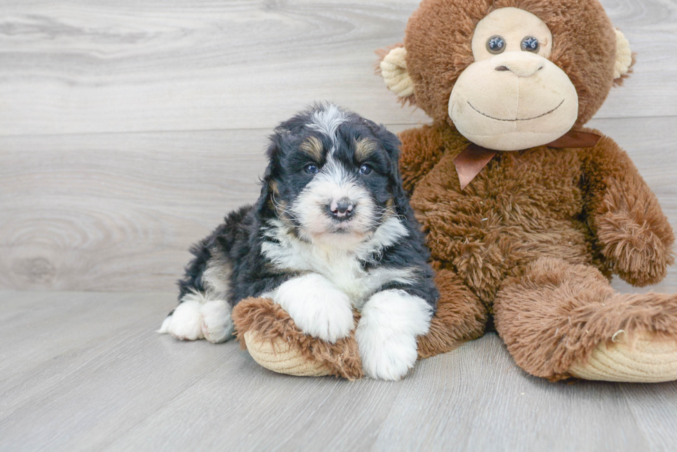 Mini Bernedoodle Puppy for Adoption