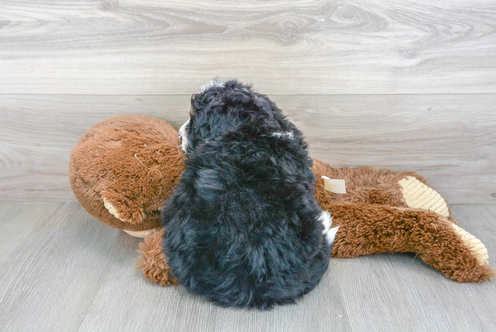 Popular Mini Bernedoodle Poodle Mix Pup