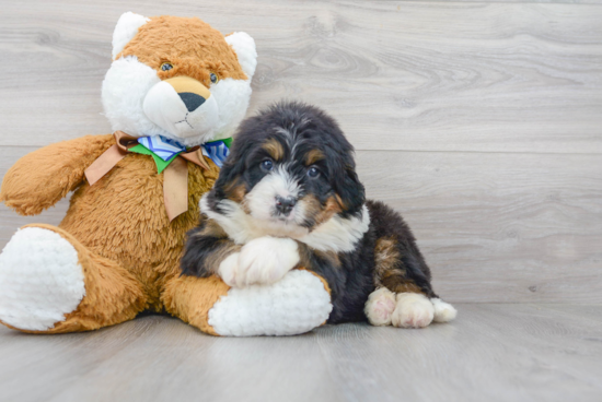 Mini Bernedoodle Pup Being Cute