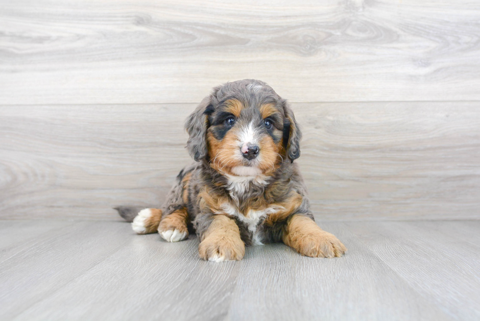 Smart Mini Bernedoodle Poodle Mix Pup