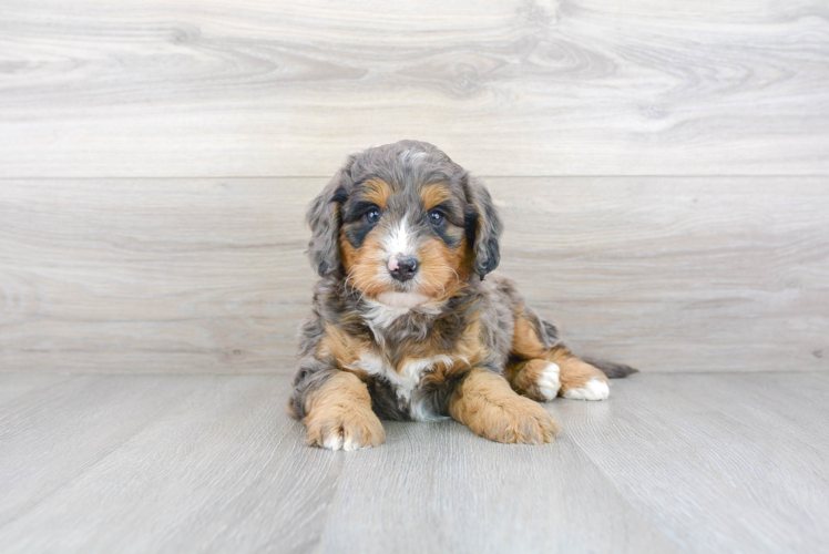 Best Mini Bernedoodle Baby