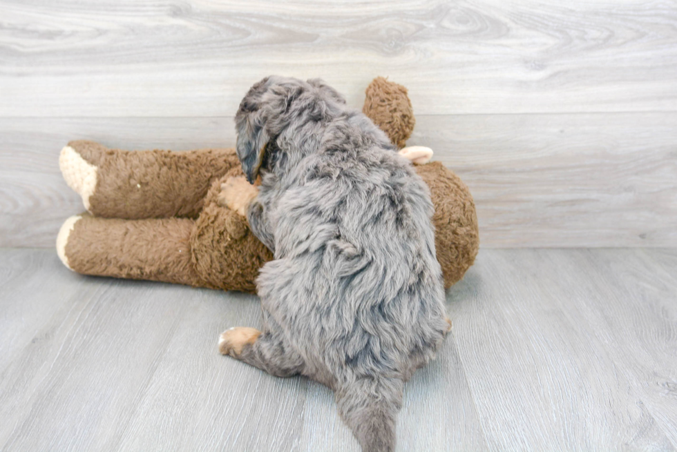 Mini Bernedoodle Puppy for Adoption